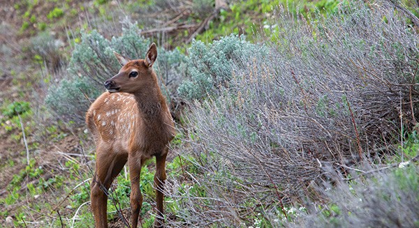 wildlife corner baby elk - Philanthropy + Community - Summer 2022