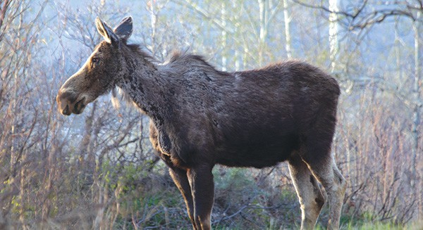 moose wildlife corner - Philanthropy + Community - Late Summer/Autumn 2022