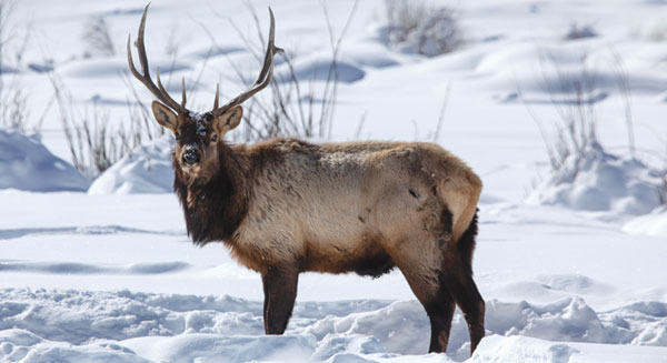 Adolescent elk in the snow