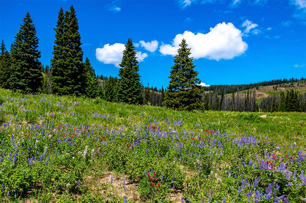 Pine trees, blue sky, and flowers in the field